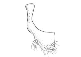   Anthidium rodecki  male, diagram showing ventral view of seventh sternum (S7), diagram from Gonzalez and Griswold 2013 
